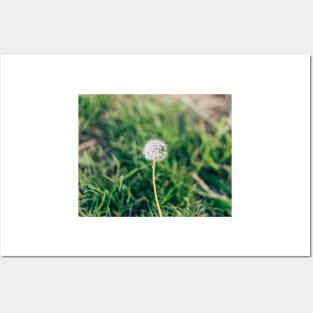 Dandelion Flower Posters and Art